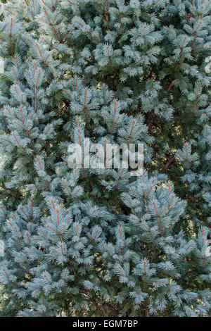 Sapin bleu (Picea pungens "Iseli Fastigate"). Banque D'Images