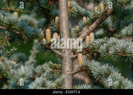 Cèdre de l'Atlas (Cedrus atlantica). Banque D'Images