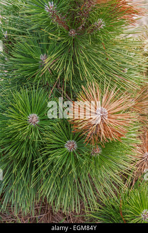 Pin noir du Japon (Pinus thunbergii "grade"). Banque D'Images