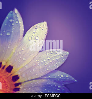 Belle frontière floral fleur de camomille blanc doux, avec des gouttes de rosée sur les pétales sur fond violet, cartes de vœux Banque D'Images