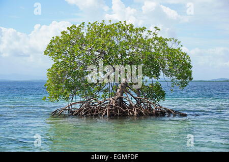 Palétuvier isolée, Rhizophora mangle, dans l'eau de la mer des Caraïbes, Panama, Amérique Centrale Banque D'Images