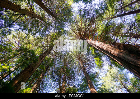 Soleil dans une grande forêt de Redwood en Californie du nord, Muir Woods, San Francisco. Banque D'Images