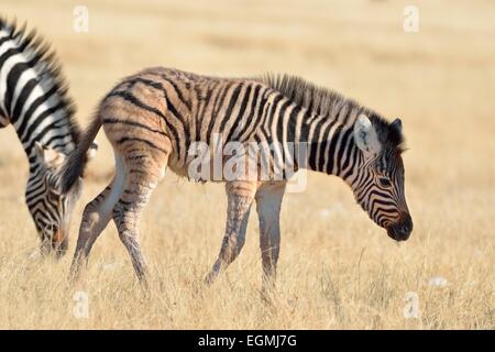 Le zèbre de Burchell (Equus burchelli) poulain, à la recherche de nourriture, dans l'herbe sèche, Etosha National Park, Namibie, Afrique Banque D'Images