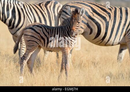 Zèbres de Burchell (Equus burchelli), jeune poulain debout dans l'herbe sèche, Etosha National Park, Namibie, Afrique Banque D'Images