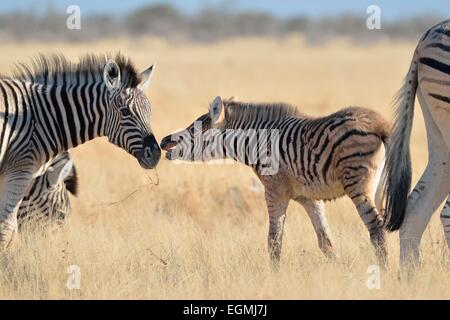 Zèbres de Burchell (Equus burchelli), jeune poulain et un bébé zèbre, face à face, Etosha National Park, Namibie, Afrique Banque D'Images