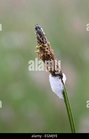 Spittle Froghopper sur l'herbe. Banque D'Images