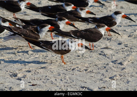 Troupeau de écumoires noires (Rynchops niger) sur une plage à l'ouest de la Floride centrale en hiver (février). Banque D'Images