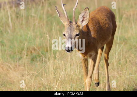 Les jeunes chevreuils buck venant du domaine Banque D'Images