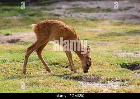 Chevreuil bébé jouant dans le domaine Banque D'Images