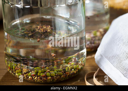 Les haricots mungo et autres haricots et graines en les trempant dans un bocal de germination. Banque D'Images