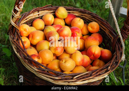 La récolte d'abricots, abricots en Zistel panier de récolte, de Willendorf in der Wachau, Waldviertel, Basse Autriche, Autriche Banque D'Images