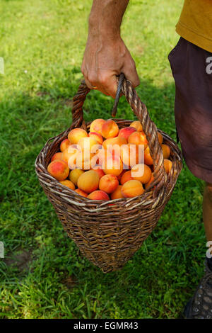 La récolte d'abricots, abricots en Zistel panier de récolte, de Willendorf in der Wachau, Waldviertel, Basse Autriche, Autriche Banque D'Images