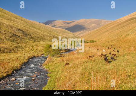 Vallée pittoresque avec troupeau de bétail dans les prairies vertes au Kirghizstan Banque D'Images