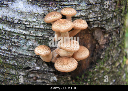 Les jeunes champignons comestibles - Armillariella mellea. Banque D'Images