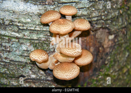 Les jeunes champignons comestibles - Armillariella mellea. Banque D'Images