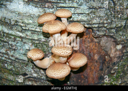 Les jeunes champignons comestibles - Armillariella mellea. Banque D'Images