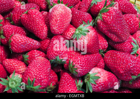 Juteux, délicieux des fraises Banque D'Images