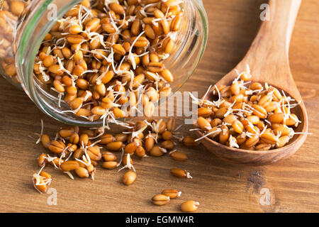 Germes de blé entier dans la cuillère en bois et d'éclaboussure de jar germination Banque D'Images