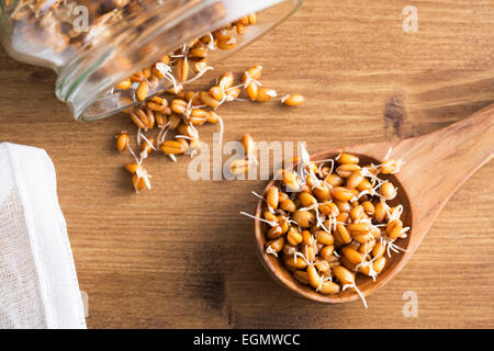 Germes de blé entier dans la cuillère en bois et d'éclaboussure de jar germination Banque D'Images