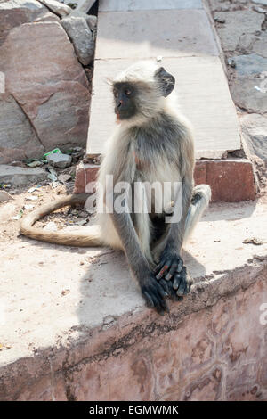 Macaca mulatta au monkey temple Inde Banque D'Images