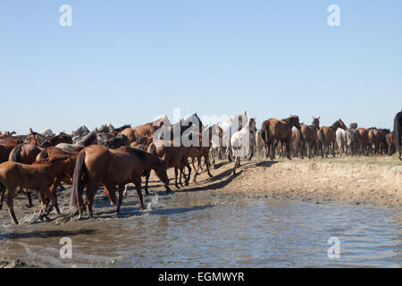 Troupeau de chevaux sauvages s'exécutant dans la campagne. Banque D'Images