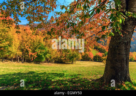 Arbre d'automne et de l'herbe verte sur un pré Banque D'Images