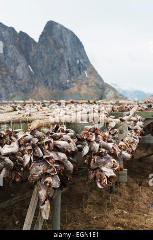 L'Europe, Scandinavie, Norvège, îles Lofoten, Moskenesoy, Sakrisoy cod séchage de poisson sur des supports Banque D'Images
