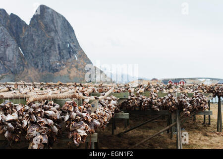 L'Europe, Scandinavie, Norvège, îles Lofoten, Moskenesoy, Sakrisoy cod séchage de poisson sur des supports Banque D'Images