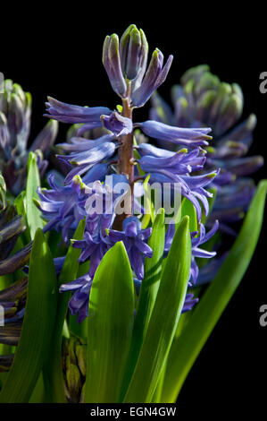 Bouton floral violet bleu jacinthes Hyacinthus orientalis Banque D'Images