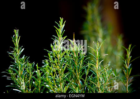 Romarin Rosmarinus officinalis jardin en herbe brin bush Banque D'Images