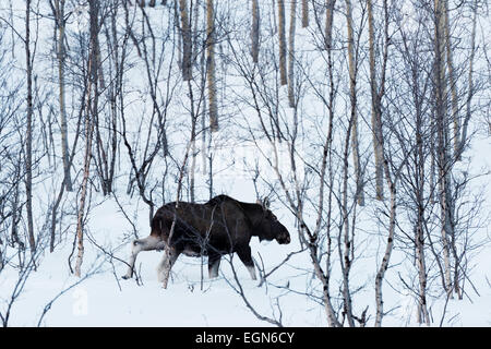 Cirlcle de l'Arctique, l'Europe, la Laponie, Scandinavie, Suède, Abisko National Park, l'orignal - elk eurasien, Alces alces Banque D'Images