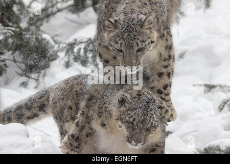 La neige s'accouple- une paire de léopards des neiges profiter les uns les autres comme ils s'ébattre dans la neige fraîchement tombée Banque D'Images