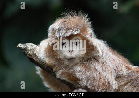Un bébé singe s'accroche sur une branche en regardant les passants Banque D'Images