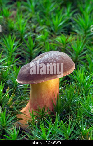 Champignons bolets Bay (Xerocomus badius / Boletus badius) entre moss Banque D'Images