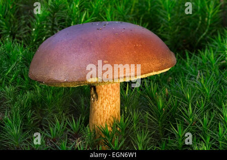 Champignons bolets Bay (Xerocomus badius / Boletus badius) entre moss Banque D'Images