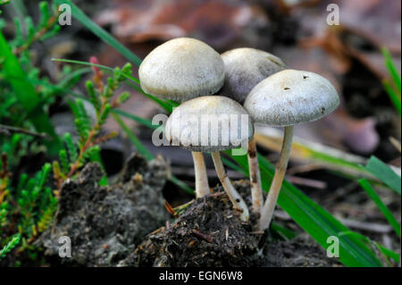 Dung roundhead / halfglobe / champignons Stropharia semiglobata hémisphérique (Protostropharia / Stropharia semiglobata Banque D'Images