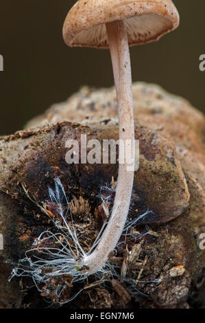 Close up de mycélium ressemblant à de longs poils grossiers (Baeospora myosura Conifercone cap / Collybia myosura) croissant sur pomme de pin Banque D'Images