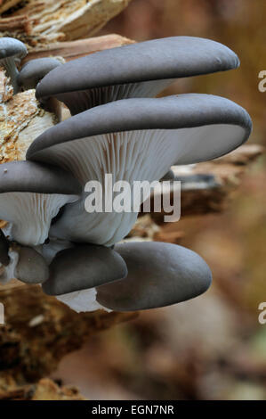 Pleurote Huître / champignon (Pleurotus ostreatus) growing on tree trunk in forest Banque D'Images