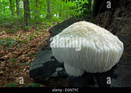 Crinière de lion champignons / dent barbu Hericium erinaceum (Hericium erinaceus / / Clavaria erinaceus) sur le tronc de l'arbre Banque D'Images