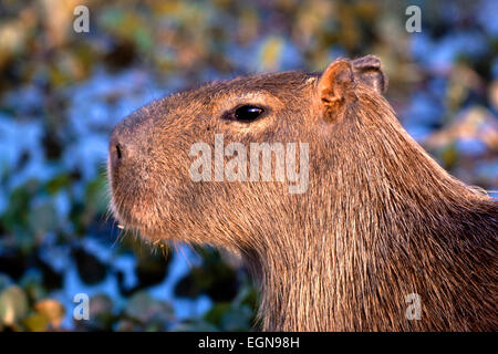 Capybara (Hydrochoerus hydrochaeris) mâle adulte, Close up Banque D'Images