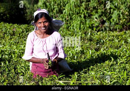 Plateau féminin picker dans la plantation de thé de Maskeliya Banque D'Images