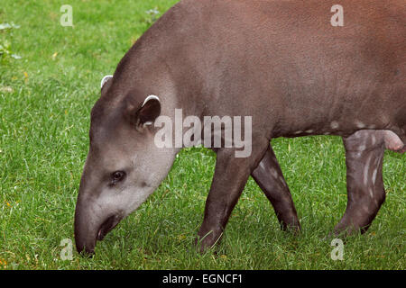 Les basses terres d'Amérique du Sud ou le tapir (Tapirus terrestris) Banque D'Images