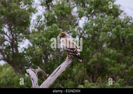 La steppe eagle perché sur arbre mort au Botswana Banque D'Images