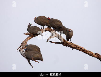 Pintade de Numidie troupeau se percher dans l'arbre au crépuscule au Botswana Banque D'Images