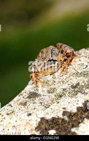 Portrait de grenouille rousse, Rana temporaria, assis sur la roche. Pyrénées. La France. Banque D'Images