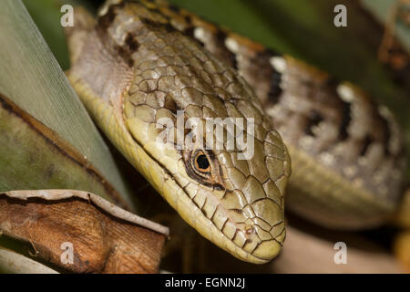 Lézard caché dans un regroupement de branches des plantes Banque D'Images