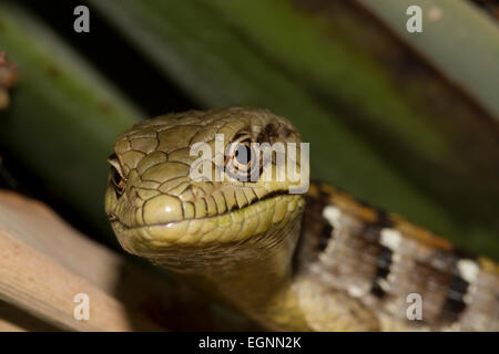 Lézard caché dans un regroupement de branches des plantes Banque D'Images