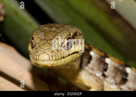 Lézard caché dans un regroupement de branches des plantes Banque D'Images