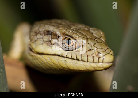 Lézard caché dans un regroupement de branches des plantes Banque D'Images