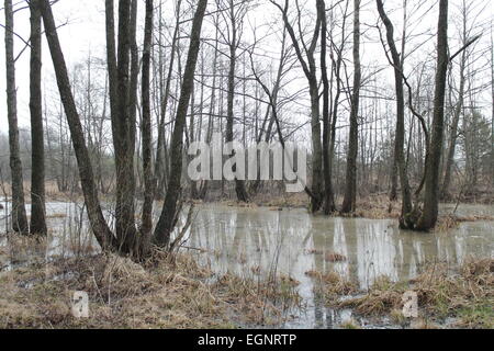 Gris avec de l'eau dense marécage à faire pousser des arbres en haut Banque D'Images